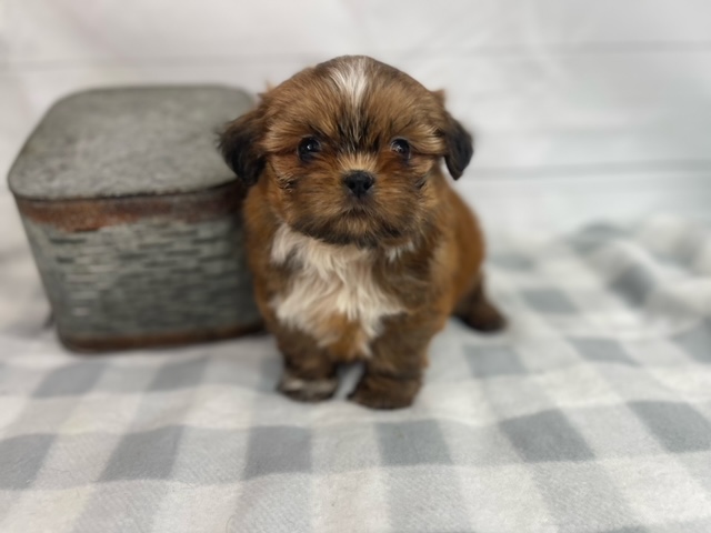 puppy, for, sale, Shih Tzu, Alisa  Breedlove, dog, breeder, Waynesville, MO, dog-breeder, puppy-for-sale, forsale, nearby, find, puppyfind, locator, puppylocator, aca